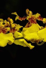 Framar Cutters Framar Cutters Orchid Oncidium Throat