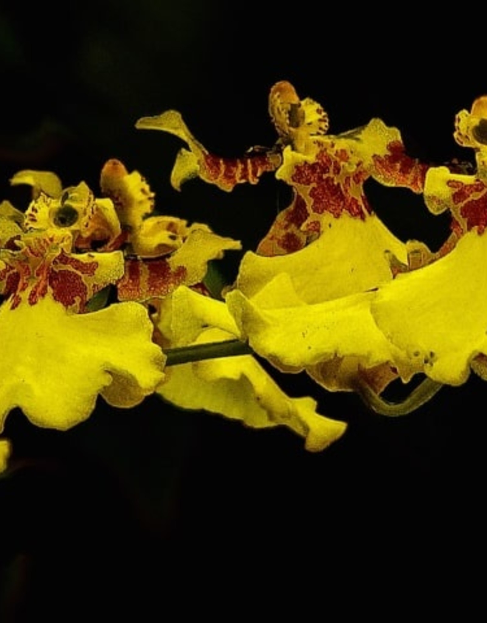 Framar Cutters Framar Cutters Orchid Oncidium Throat