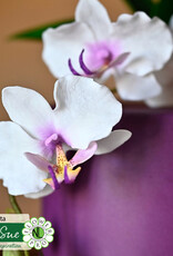 Katy Sue Designs Katy Sue Mould & Veiner Ultimate Orchids