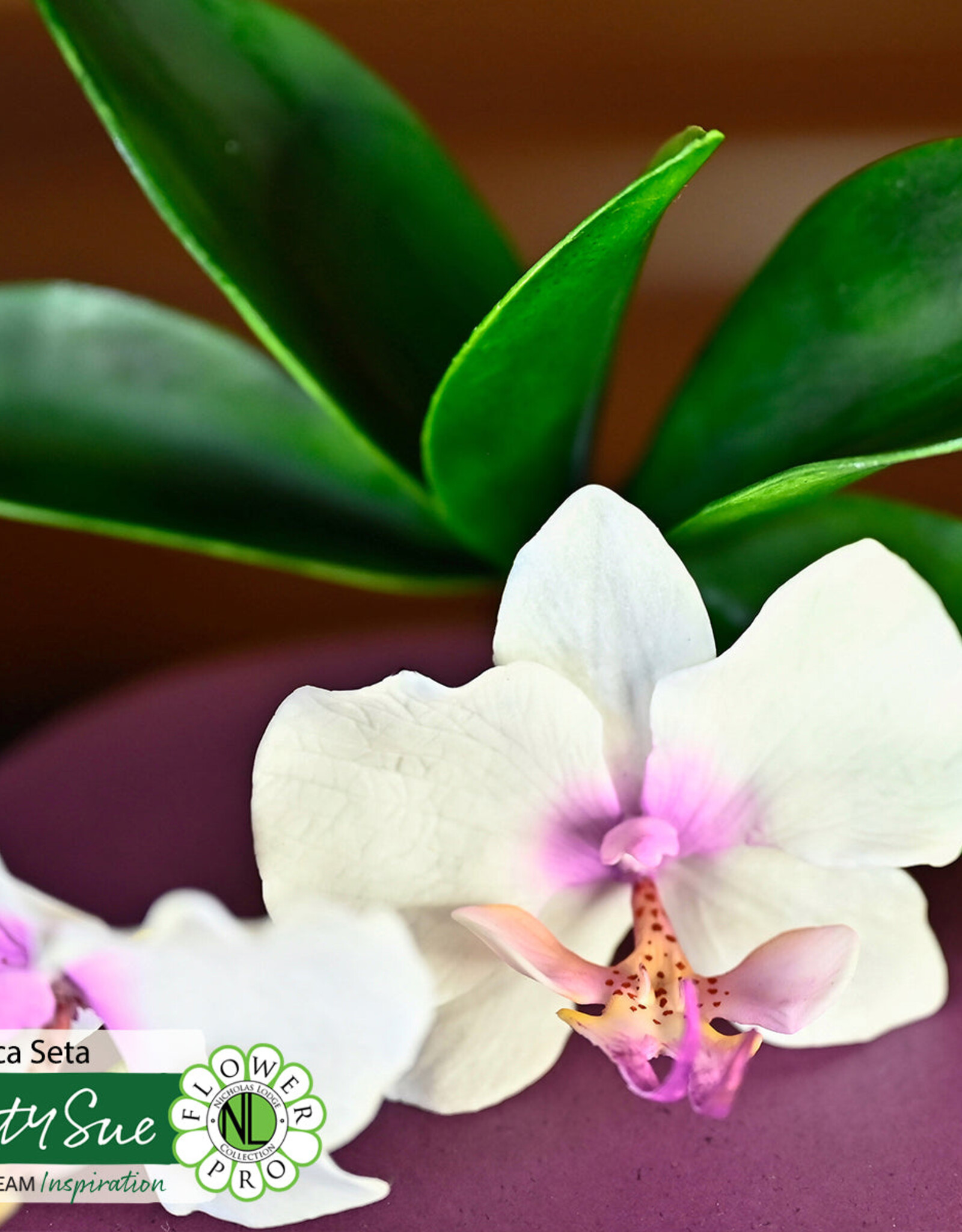 Katy Sue Designs Katy Sue Mould & Veiner Ultimate Orchids