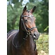 Busse Hoofdstel Modena Zwart Wit Full Busse Hoofdstel Modena Zwart Wit Full
