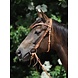 Busse Hoofdstel Western Denver Full Natural Busse Hoofdstel Western Denver Full Natural