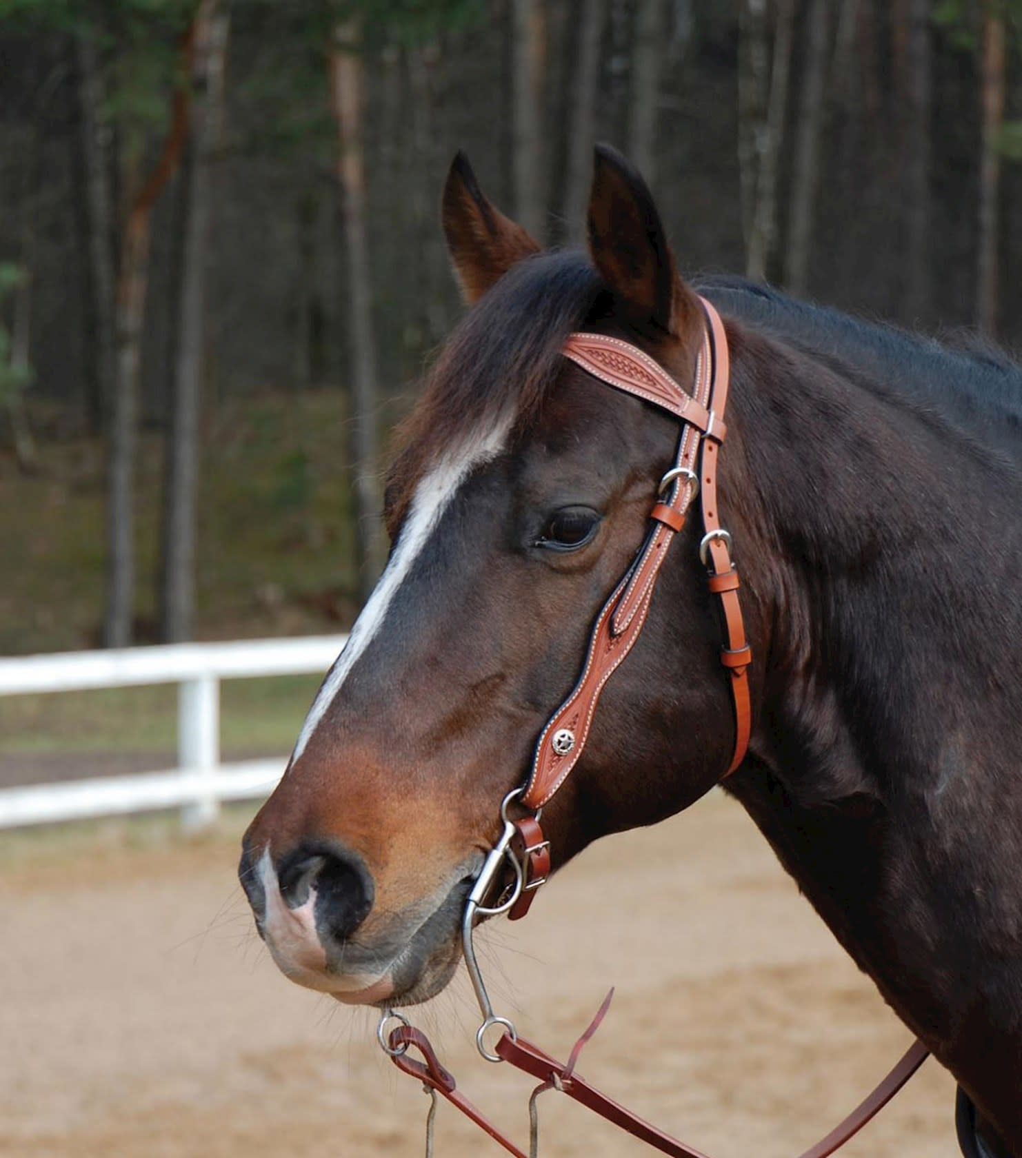 Hoofdstel Western Chestnut Pony - Aleashop