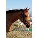 LJ Leathers Gogue choco Pony LJ Leathers Gogue choco Pony