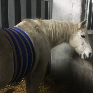 Premiers secours pour les chevaux