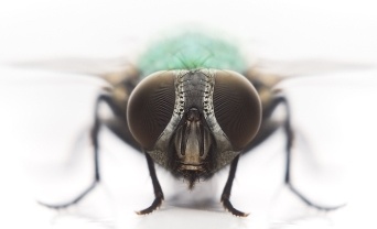 Geef vliegen geen kans!