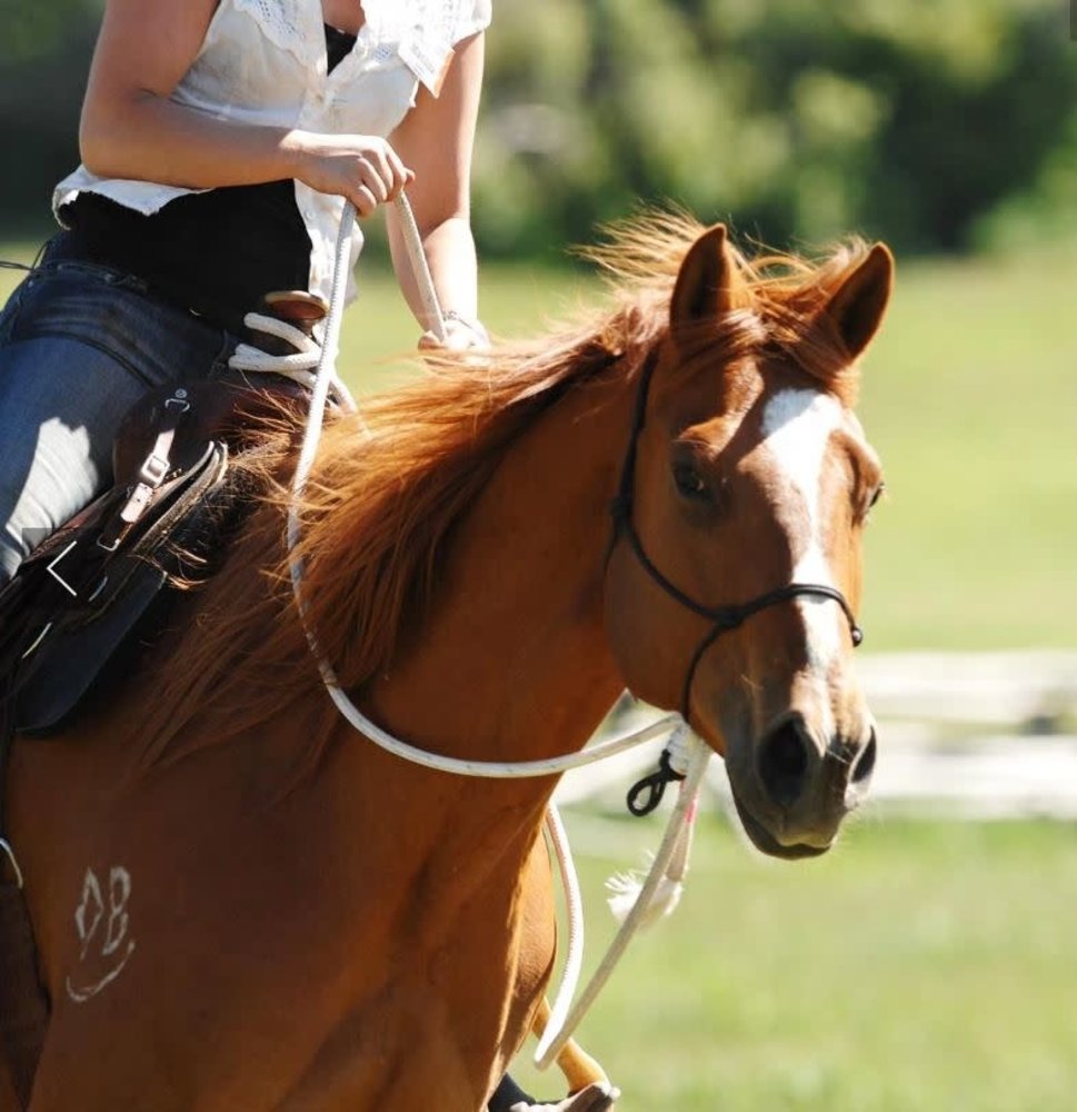 Parelli Natural Hackamore
