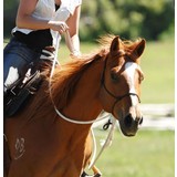 Parelli Natural Hackamore Parelli Natural Hackamore