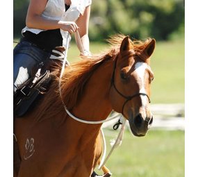Parelli Natural Hackamore Parelli Natural Hackamore