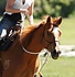 Natural Hackamore Natural Hackamore