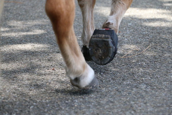 Cavallo Hoof Boots Cute Little Boot Black Cavallo Hoof Boots Cute Little Boot Black