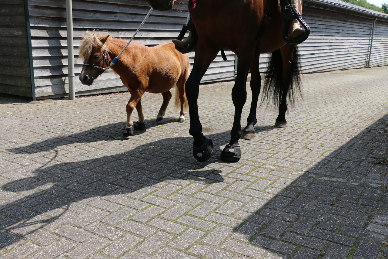 Cavallo Hoefschoenen Cute Little Boot Zwart
