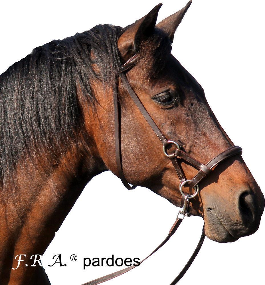F.R.A. Pardoes Sidepull - met teugels