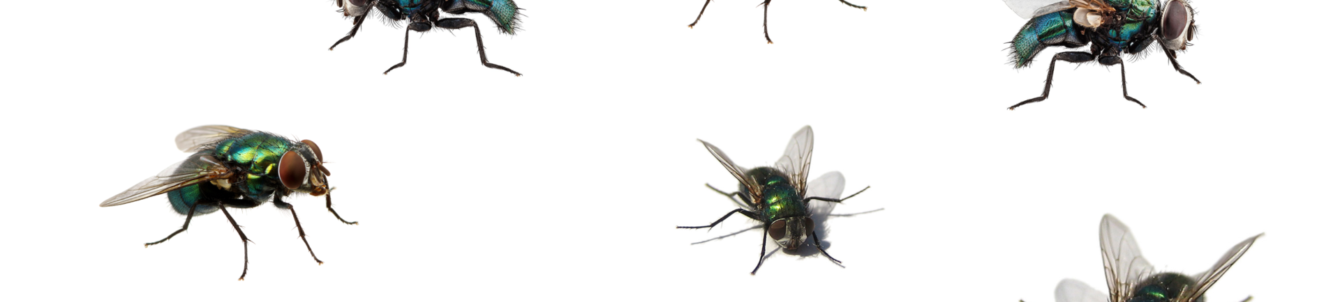 Last van vliegen op stal, op de wei of in huis? Wij hebben dé oplossing voor jou!