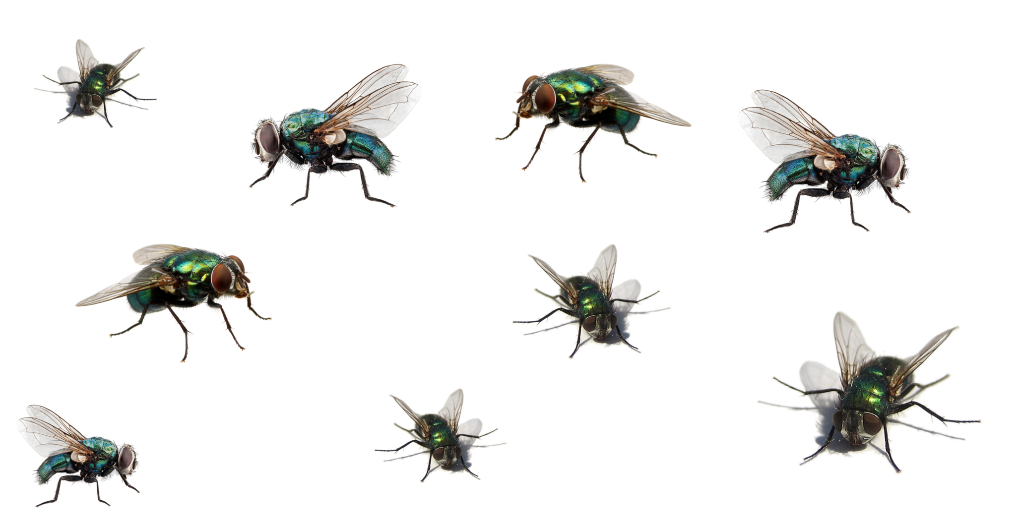 Last van vliegen op stal, op de wei of in huis? Wij hebben dé oplossing voor jou! Last van vliegen op stal, op de wei of in huis? Wij hebben dé oplossing voor jou!