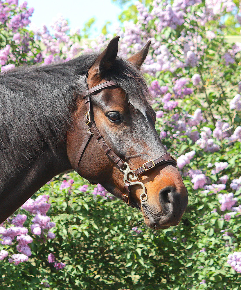 F.R.A. Imperial Barok Bitloos hoofdstel - met teugels Bruin Full F.R.A. Imperial Barok Bitloos hoofdstel - met teugels Bruin Full