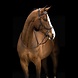 Micklem Multibridle Brown Micklem Multibridle Brown