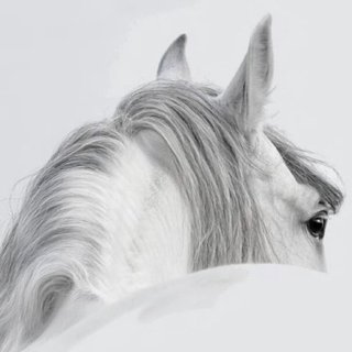 Aleashop-Cadeaubon