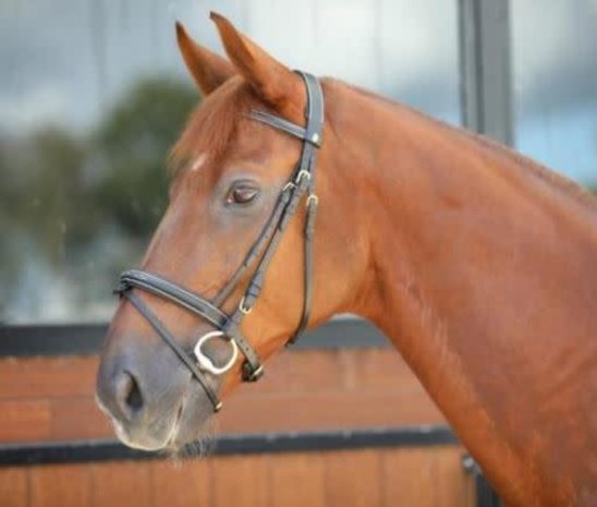 LJ Leathers Hoofdstel New Fancy gecombineerde neusriem rubber teugels zwart Pony