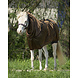 QHP Eczeemdeken Pony QHP Eczeemdeken Pony
