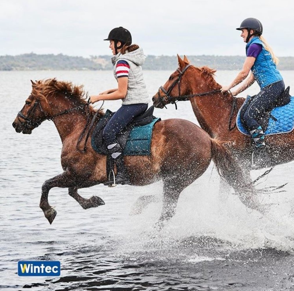 Wintec Saddle Wintec 500 pony All Purpose HART Black