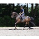 Edix Saddles Zadel Edix Alydar springzadel bruin L - 18 Edix Saddles Zadel Edix Alydar springzadel bruin L - 18