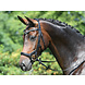 Busse Hoofdstel Modena Zwart Wit Full Busse Hoofdstel Modena Zwart Wit Full