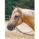 Busse Hoofdstel Caney Chestnut Full Busse Hoofdstel Caney Chestnut Full