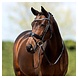 Anky ANKY® Bridle ATH20004 Anky ANKY® Bridle ATH20004