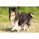 Goldmedics Combi Coat Dog 300ml Goldmedics Combi Coat Dog 300ml