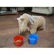 Crafty Ponies Crafty Ponies emmer / voerbakje Crafty Ponies Crafty Ponies emmer / voerbakje
