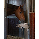 QHP Horse Toy Buddy QHP Horse Toy Buddy