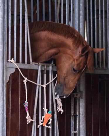 Paardenspeelgoed Boxhanger Paard Unicorn - Aleashop