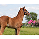 QHP Paardenspeelgoed Unicorn QHP Paardenspeelgoed Unicorn