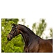 BR BR Bridle Luton BR BR Bridle Luton