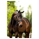 BR BR Bridle Luton BR BR Bridle Luton