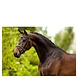 BR Hoofdstel Southam Zwart/Wit BR Hoofdstel Southam Zwart/Wit