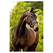 BR BR Bridle Southam BR BR Bridle Southam