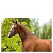 BR Hoofdstel Newcastle Zwart/Wit Full BR Hoofdstel Newcastle Zwart/Wit Full