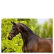 BR BR Bridle Bedford BR BR Bridle Bedford