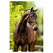 BR BR Bridle Bedford BR BR Bridle Bedford