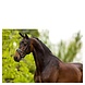 BR BR Bridle Bolton BR BR Bridle Bolton