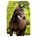 BR BR Bridle Bolton BR BR Bridle Bolton