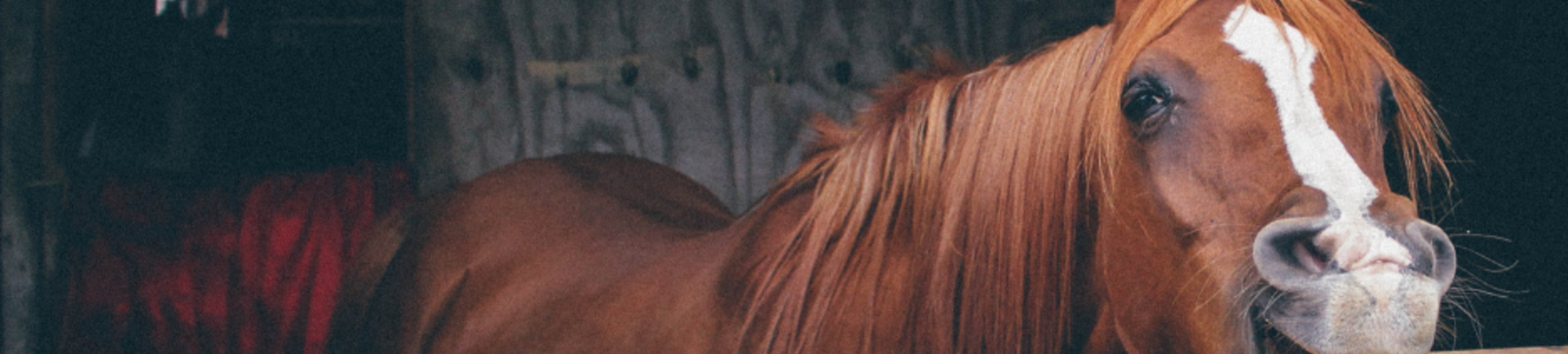Vermijd "stalondeugden": speciale aandacht voor het paard op stal.