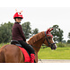 QHP Helmovertrek Kerst Rudolph QHP Helmovertrek Kerst Rudolph