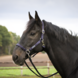 Busse Halster Riding Full Navy Busse Halster Riding Full Navy
