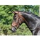 Busse Hoofdstel Modena Hazel/Crystal Full Busse Hoofdstel Modena Hazel/Crystal Full
