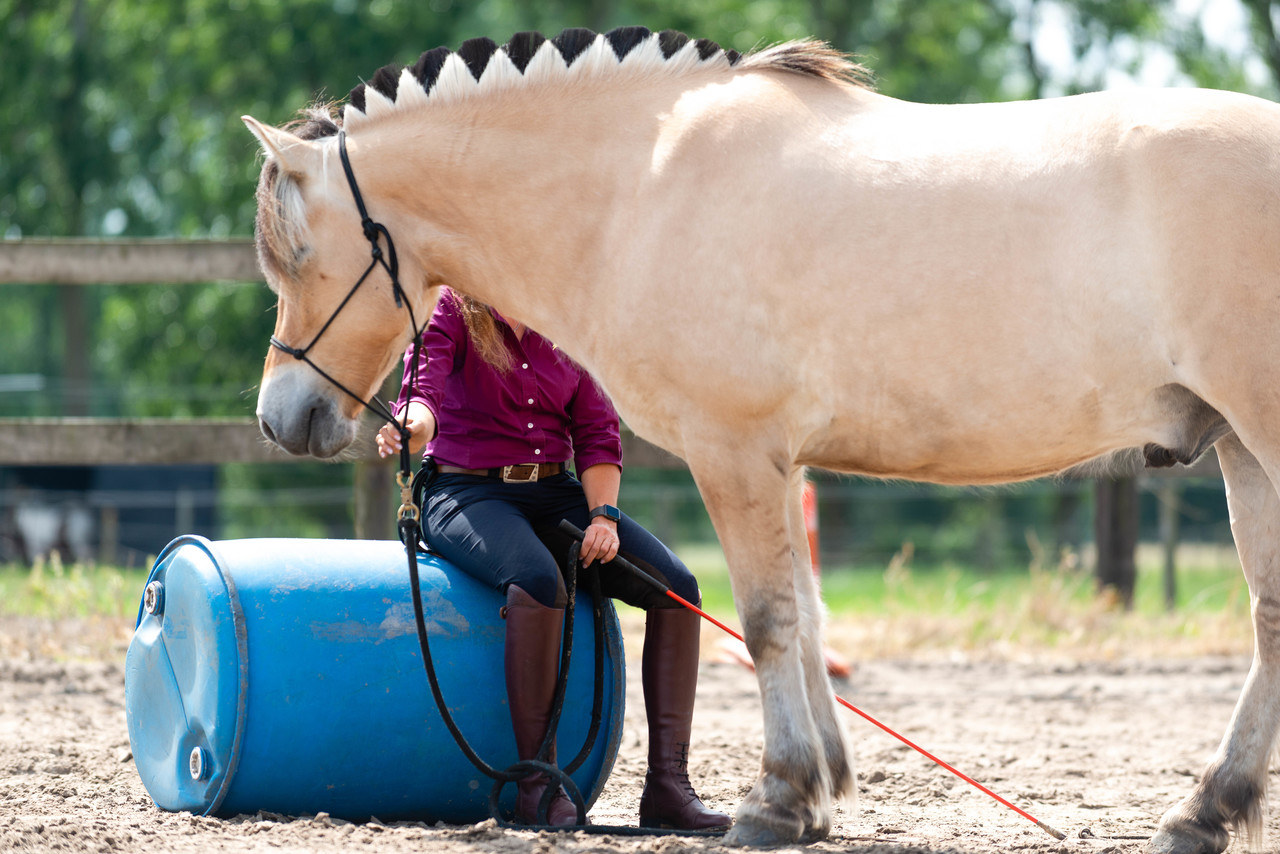 Parelli Mini course Learn the 7 games in 3 lessons by Parelli 3* instructor Kim Moeyersoms Parelli Mini course Learn the 7 games in 3 lessons by Parelli 3* instructor Kim Moeyersoms