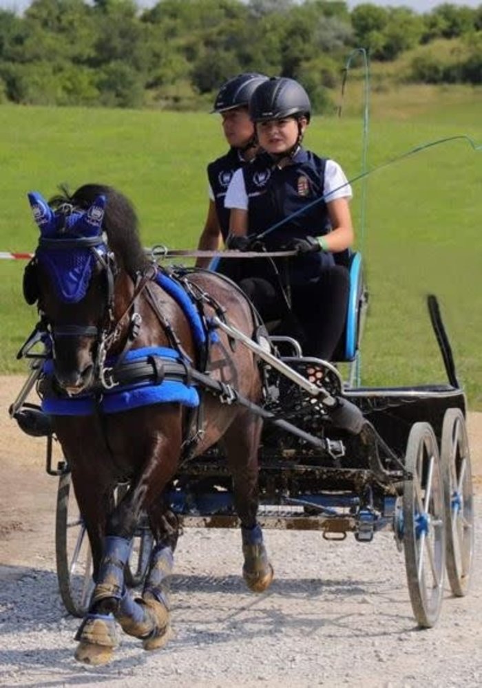 Ideal Equestrian Harnais Eurotech Combi Simple Ideal Equestrian Harnais Eurotech Combi Simple