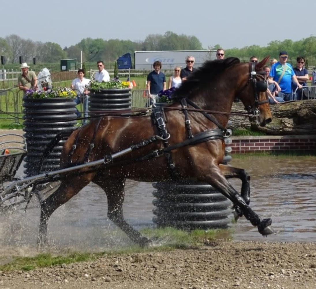 Ideal Equestrian Harnais Eurotech Combi Simple Ideal Equestrian Harnais Eurotech Combi Simple